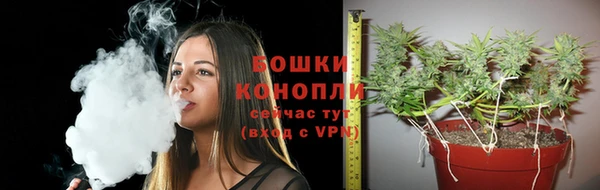 шишки Верея